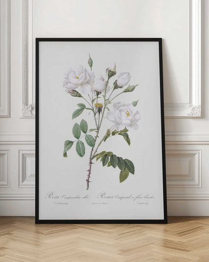 Rosa Gallica Pontiana, Les Roses (1817–1824) - Poster / Art Print
