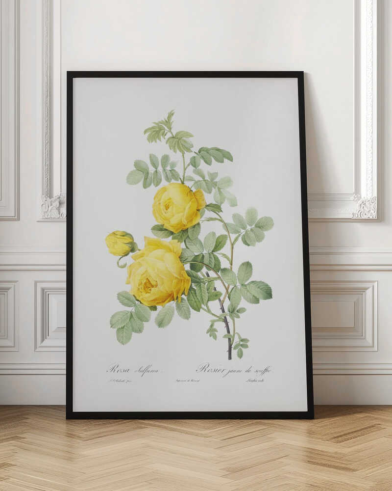 Rosa Hemisphaerica, Les Roses (1817–1824) - Poster / Art Print
