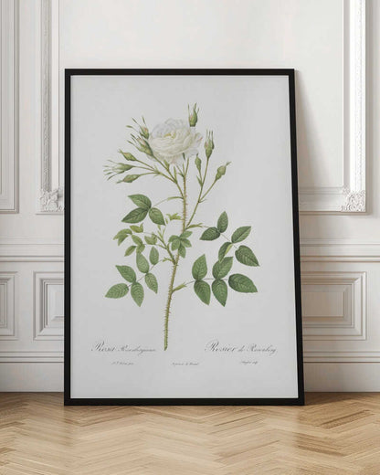 Rose of Rosenberg, Les Roses (1817–1824) - Poster / Art Print