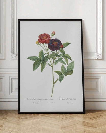 Rose of Van Eeden, Les Roses (1817–1824) - Poster / Art Print