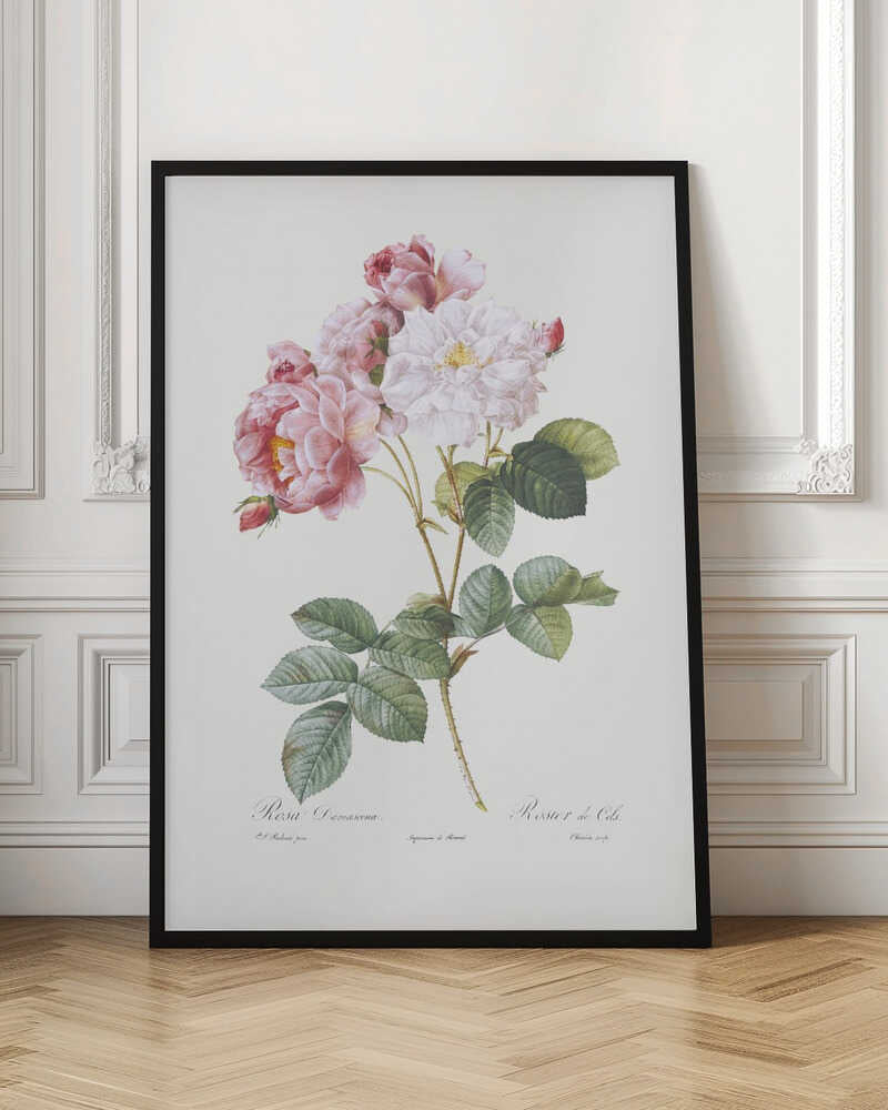 Rosebush, Les Roses (1817–1824) - Poster / Art Print