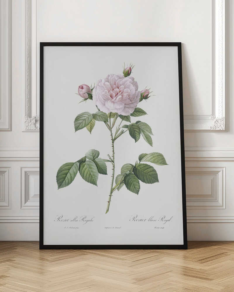 Royal White Rose, Les Roses (1817–1824) - Poster / Art Print