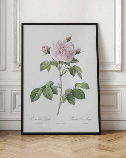 Royal White Rose, Les Roses (1817–1824) - Poster / Art Print