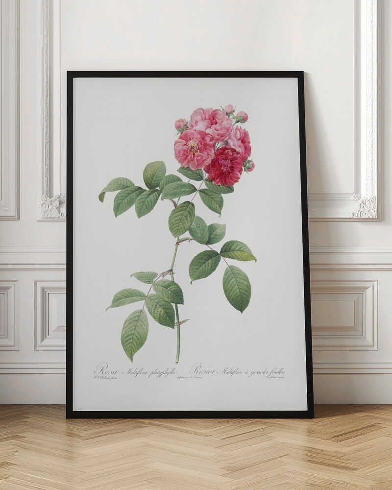 Seven Sisters Roses, Les Roses (1817–1824) - Poster / Art Print