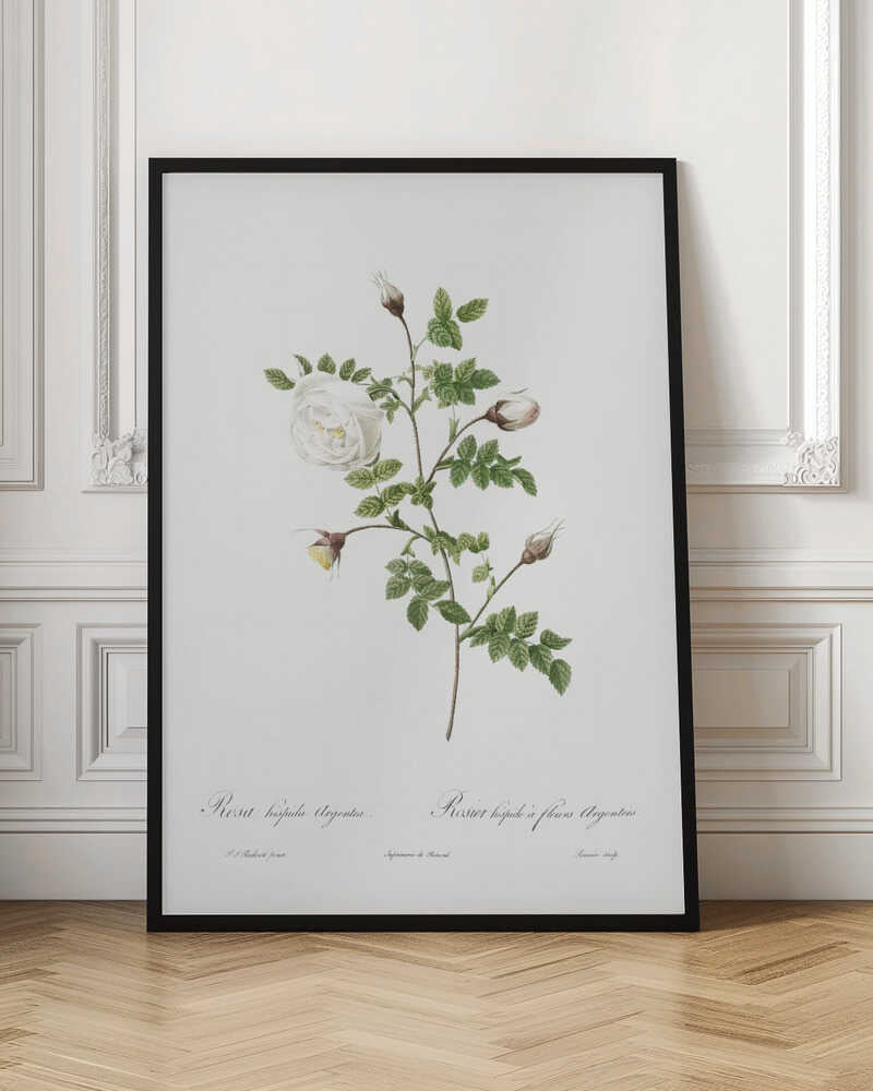 Silver Flowered Hispid Rose, Les Roses (1817–1824) - Poster / Art Print