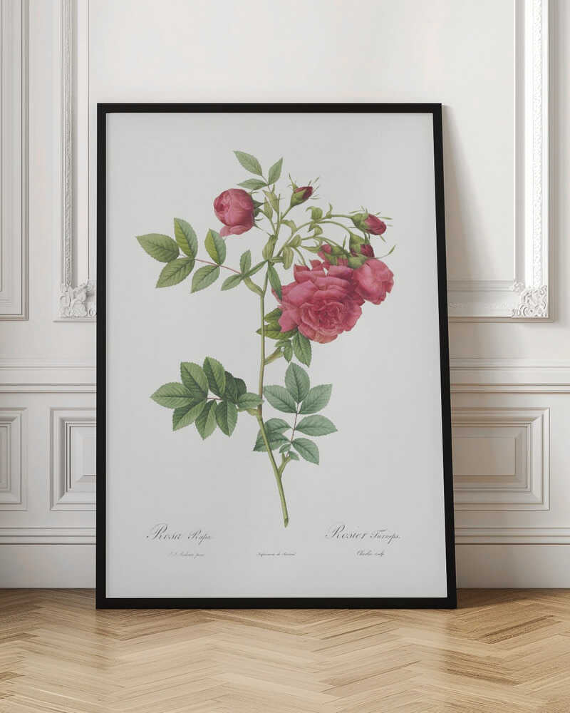 Turnip Roses, Les Roses (1817–1824) - Poster / Art Print