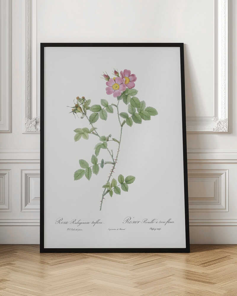 Sweetbriar, Les Roses (1817–1824) - Poster / Art Print