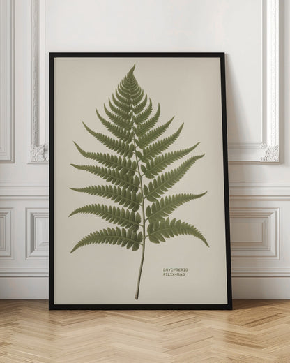 Dryopteris Filix Mas - Poster / Art Print