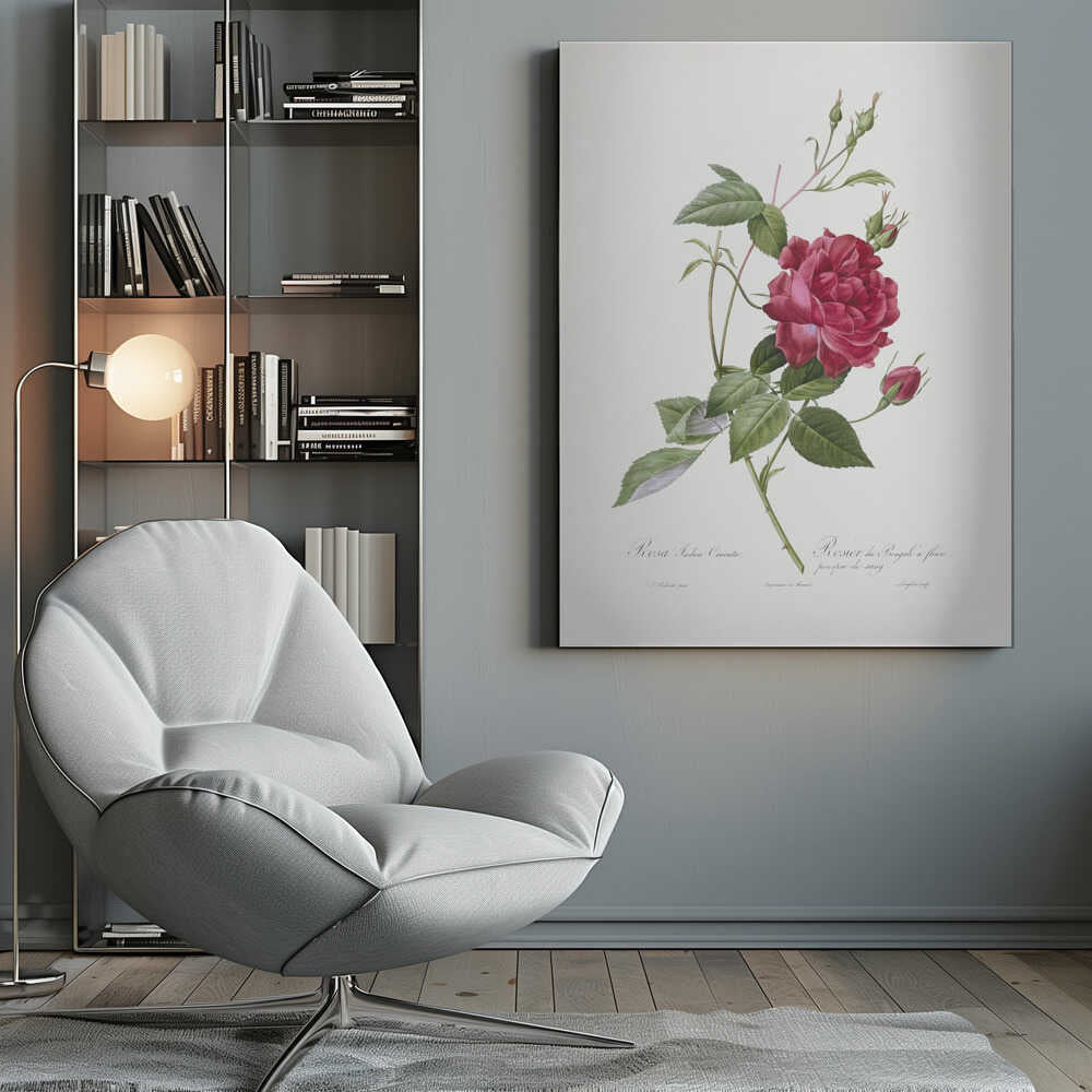 Blood Red Bengal Rose, Les Roses (1817–1824) - Poster / Art Print