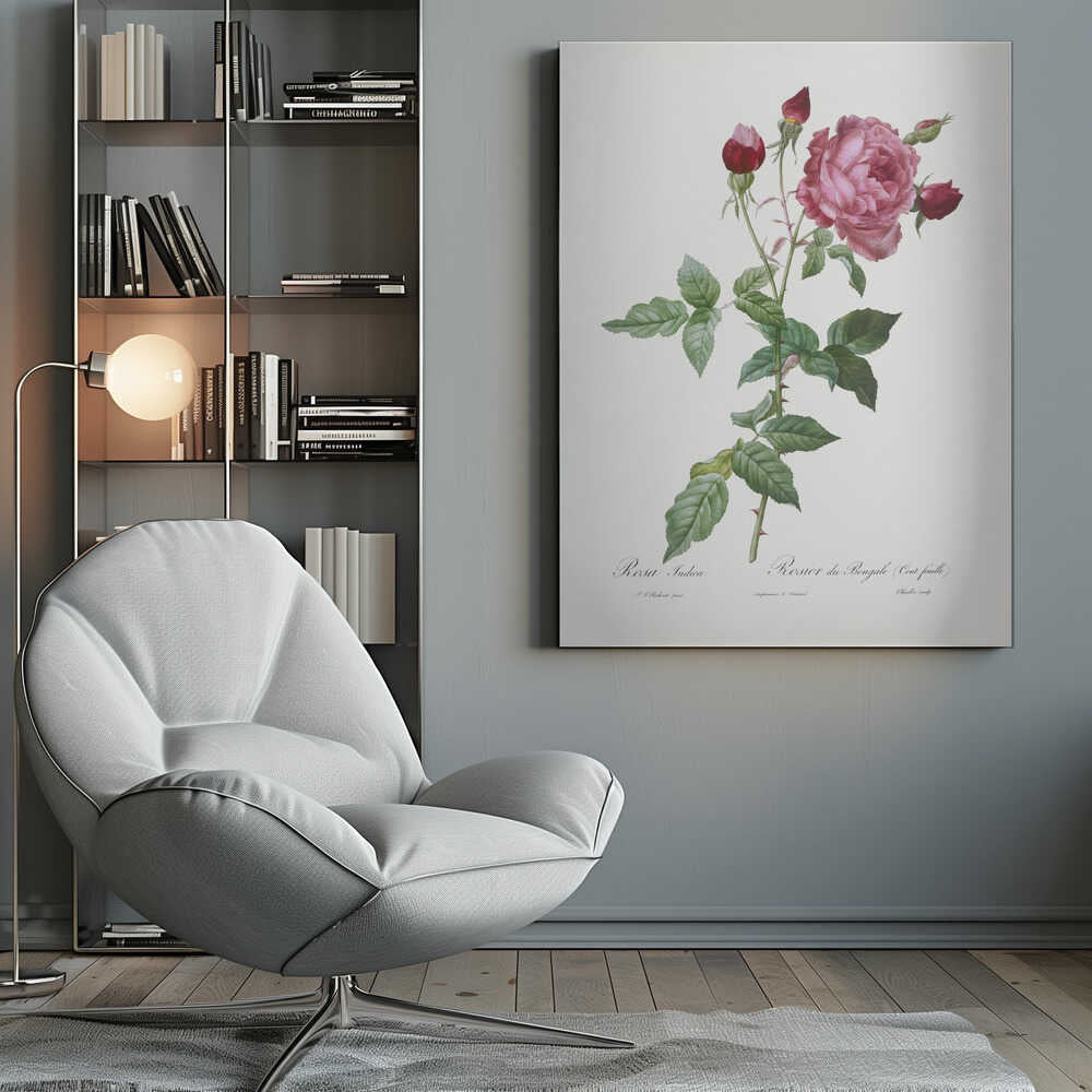 Provence Rose, Les Roses (1817–1824) - Poster / Art Print