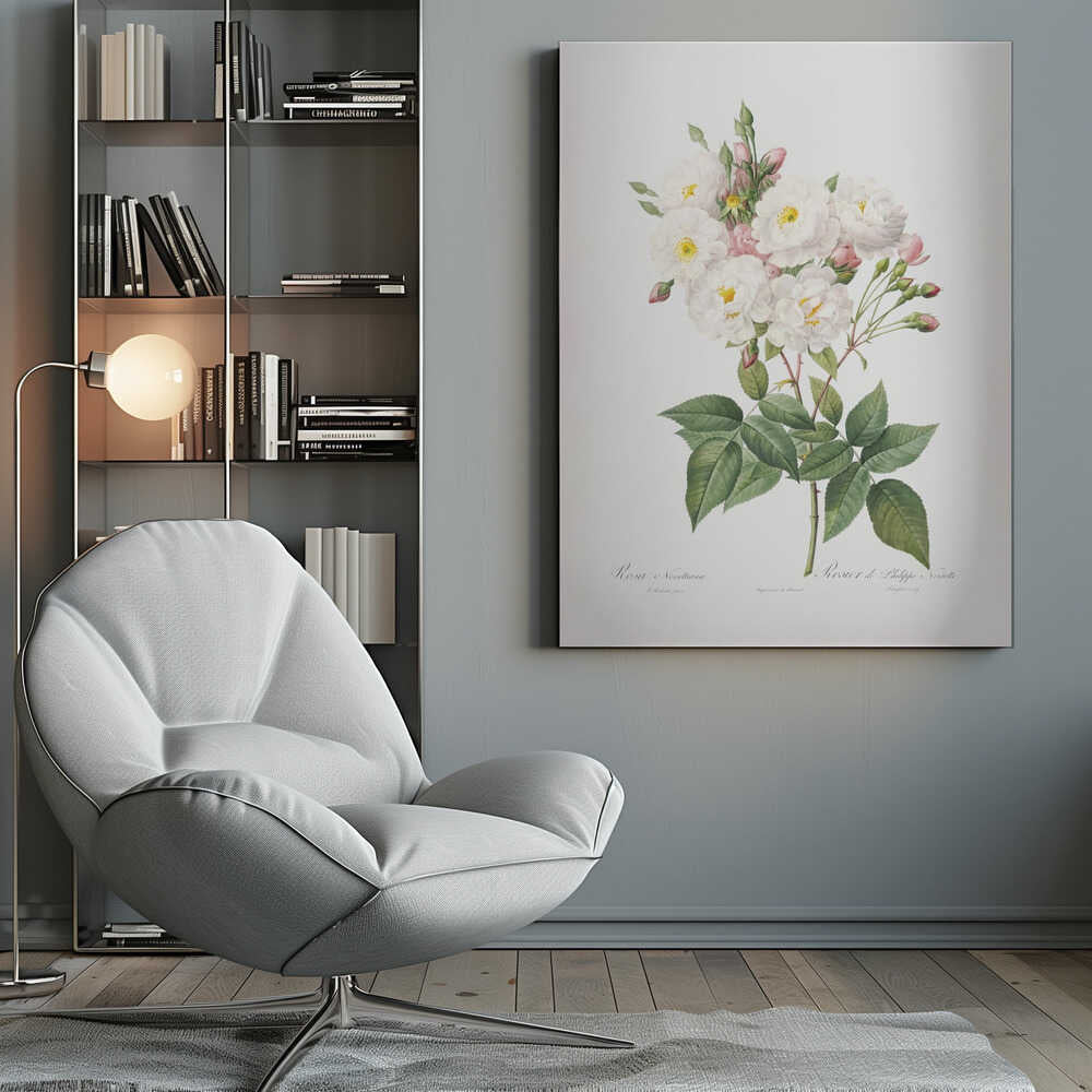 Rosa × Noisettiana, Les Roses (1817–1824) - Poster / Art Print