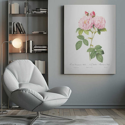 Rosa Bifera Officinalis, Les Roses (1817–1824) - Poster / Art Print