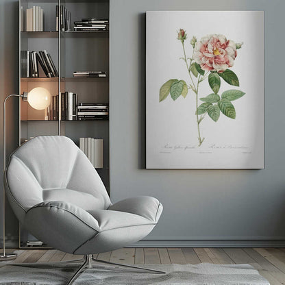 Rosa Gallica (1817–1824), Les Rose - Poster / Art Print
