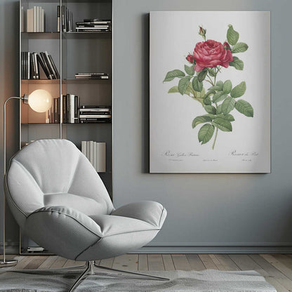 Rosa Gallica Pontiana, Les Roses (1817–1824) - Poster / Art Print