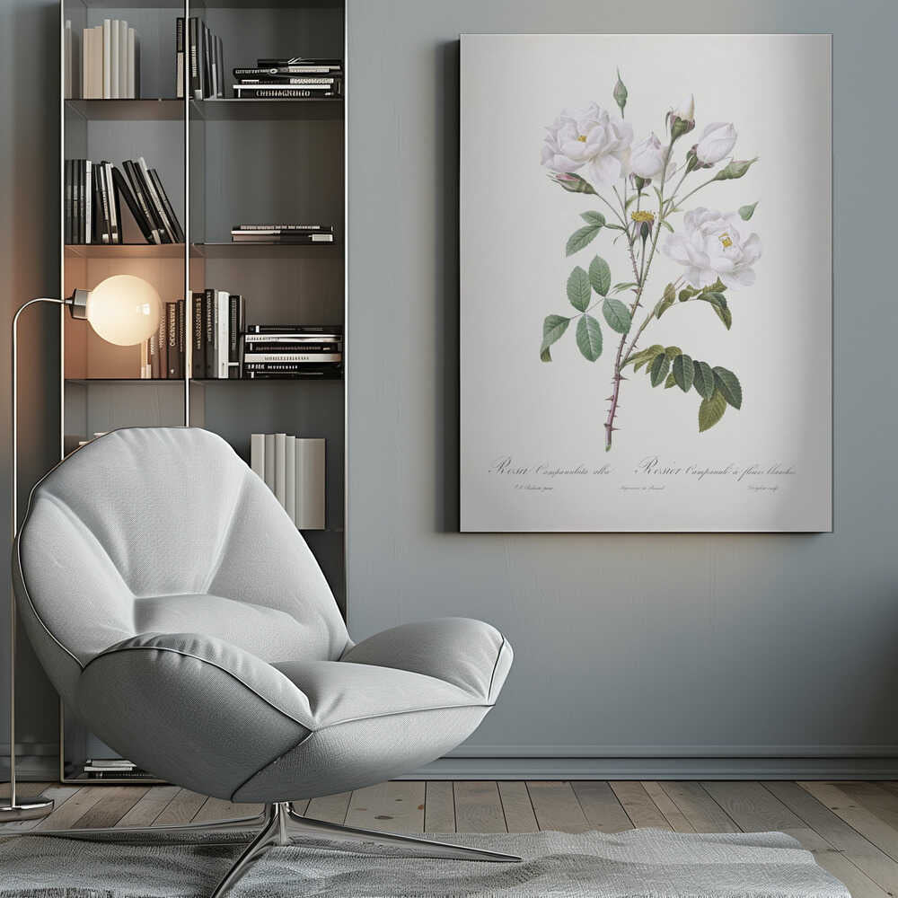 Rosa Gallica Pontiana, Les Roses (1817–1824) - Poster / Art Print