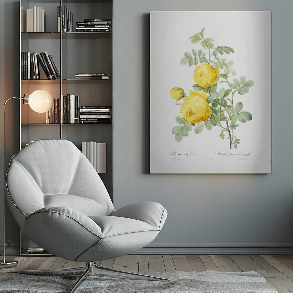 Rosa Hemisphaerica, Les Roses (1817–1824) - Poster / Art Print