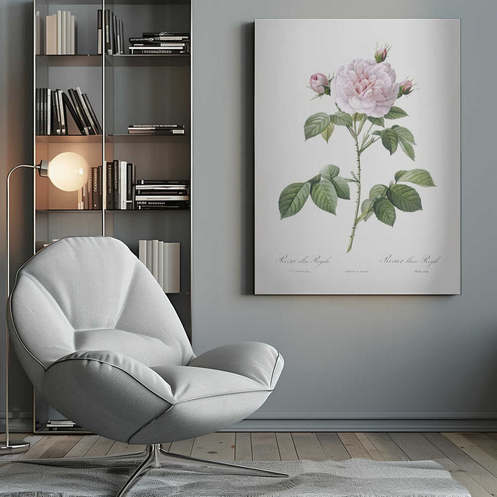 Royal White Rose, Les Roses (1817–1824) - Poster / Art Print