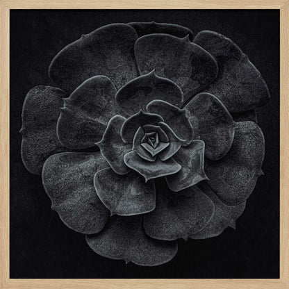 Cactus flower - Poster / Art Print