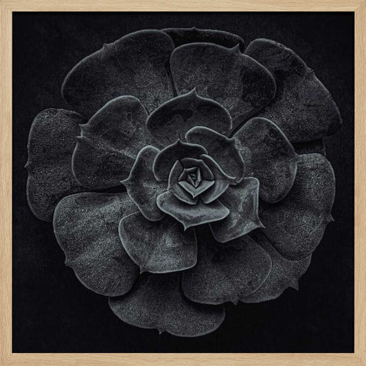 Cactus flower - Poster / Art Print