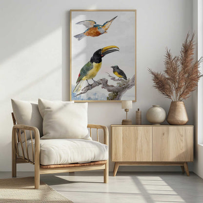 Three Birds  a Kingfisher, a Prince Von Wied's Toucan and an Sparrow - Poster / Art Print