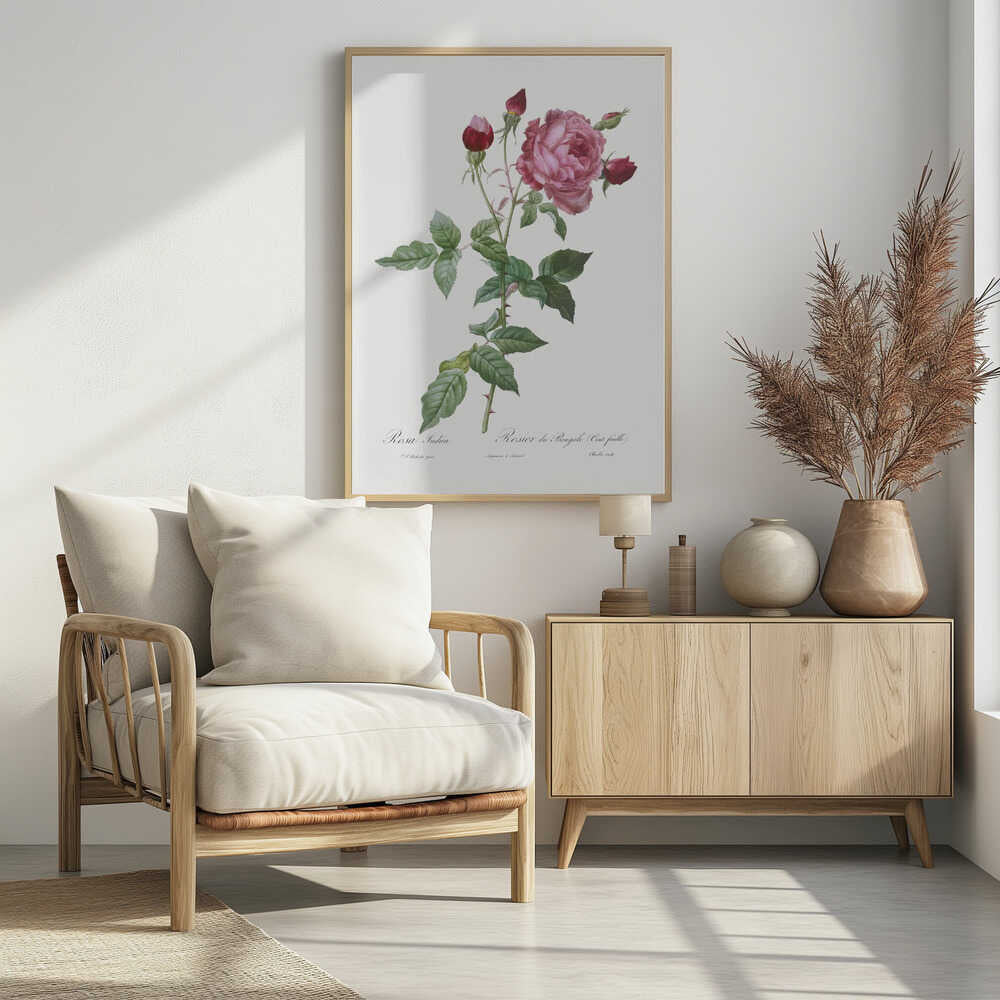 Provence Rose, Les Roses (1817–1824) - Poster / Art Print