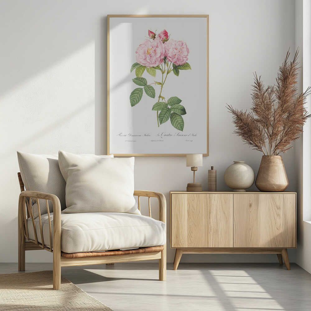 Rosa Bifera Officinalis, Les Roses (1817–1824) - Poster / Art Print