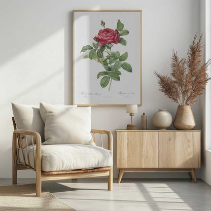 Rosa Gallica Pontiana, Les Roses (1817–1824) - Poster / Art Print