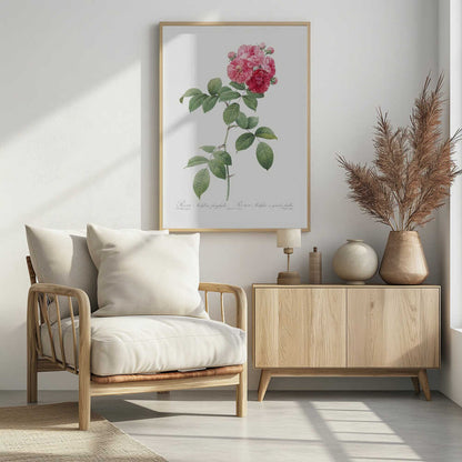 Seven Sisters Roses, Les Roses (1817–1824) - Poster / Art Print