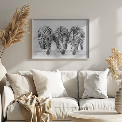 Zebras - Poster / Art Print