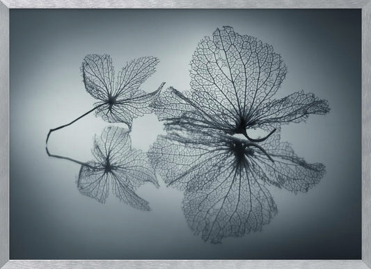 Ephemeral Beauty - Poster / Art Print