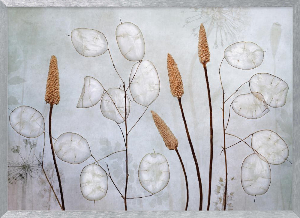 Lunaria - Poster / Art Print