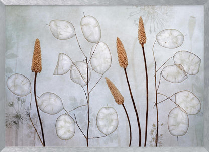 Lunaria - Poster / Art Print