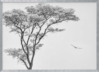 Black and white photograph of a large tree with a single bird flying against a light sky, nature wall art.