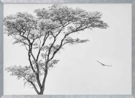 Black and white photograph of a large tree with a single bird flying against a light sky, nature wall art.