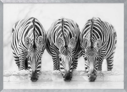Zebras - Poster / Art Print