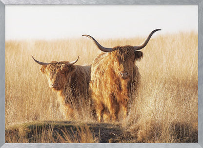 Young and old Highlander - Poster / Art Print
