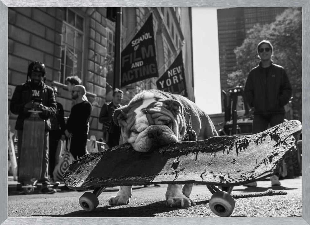 A low-angle, black and white photograph of a tired-looking English bulldog resting its chin on a rugged, old skateboard on a city street. In the blurred background, people stand near buildings, and a flag for a 'School of Film and Acting, New York' is visible. Decor
