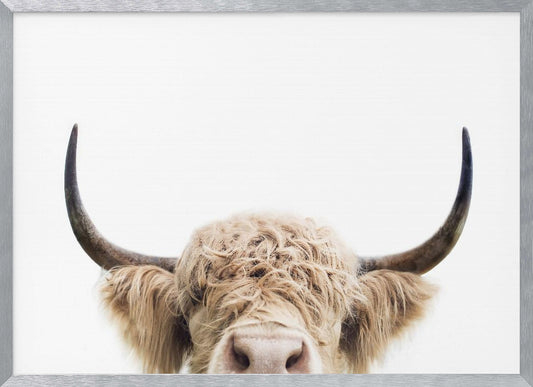 Peeking Cow - Poster / Art Print