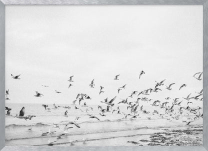 Seagulls - Coastal black and white - Poster / Art Print