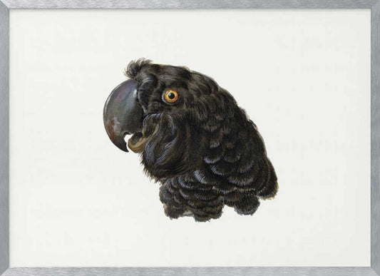 Cockatoo - Poster / Art Print