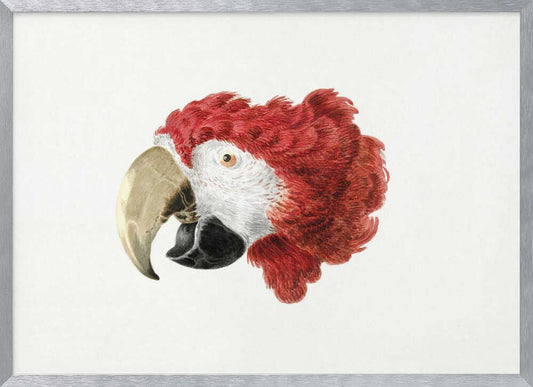 Macaw - Poster / Art Print