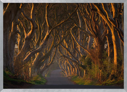 The Dark Hedges in the Morning Sunshine - Poster / Art Print