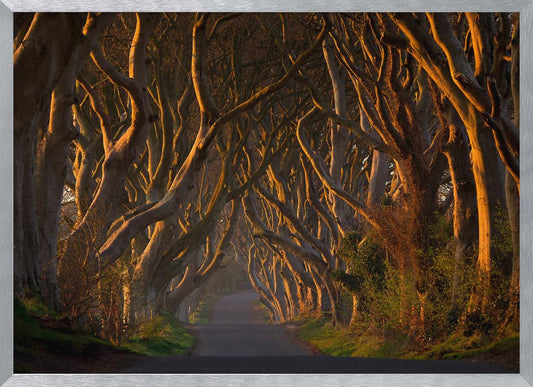 The Dark Hedges in the Morning Sunshine - Poster / Art Print