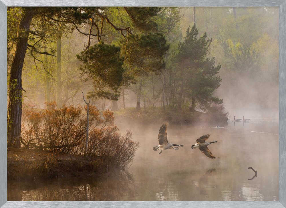 Two geese flying low over a misty forest lake at dawn, a serene nature photograph.