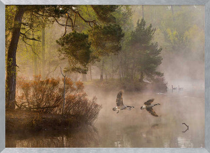 Two geese flying low over a misty forest lake at dawn, a serene nature photograph.